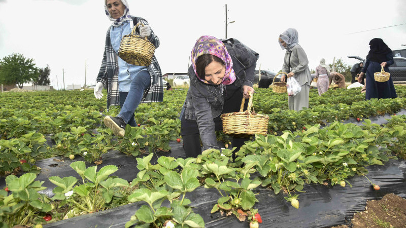 Depremzede ve göçmen kadınlara yönelik çilek hasadı gezisi
