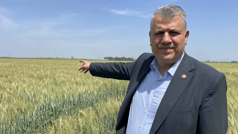 BUĞDAYDA REKOLTE KAYBI YÜZDE 50