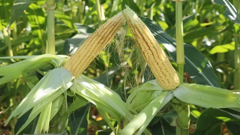 TİGEM'DEN 4 BİN 500 TON SILAJLIK MISIR İHALESİ